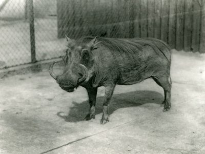 Een wrattenzwijn, London Zoo, 1923 door Frederick William Bond